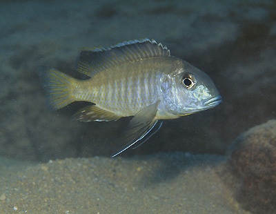 Tramitichromis brevis 'Chizumulu Island'